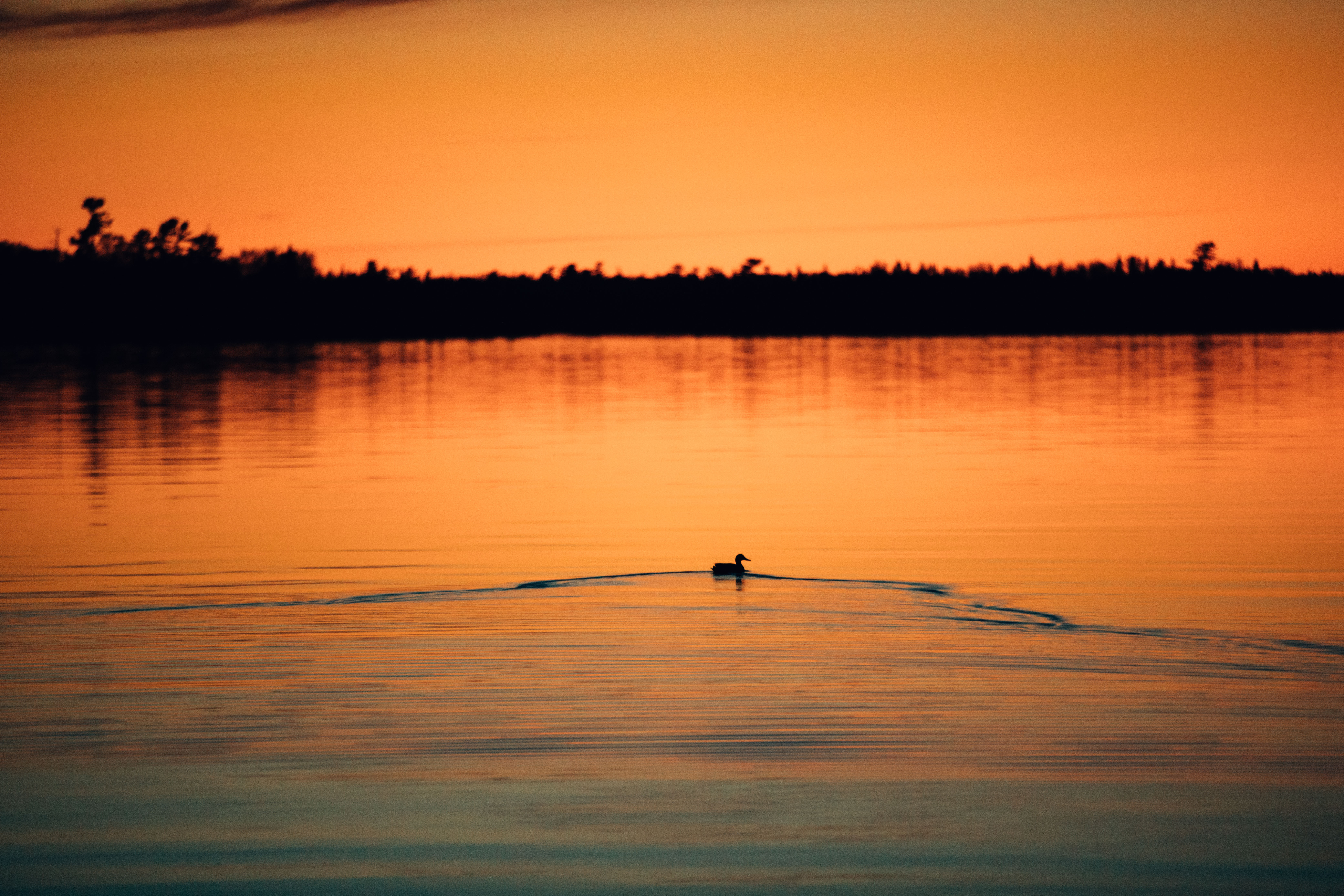 Loon at Dusk